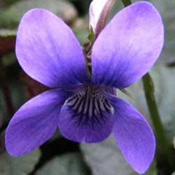 Violette du Labrador / Viola labradorica